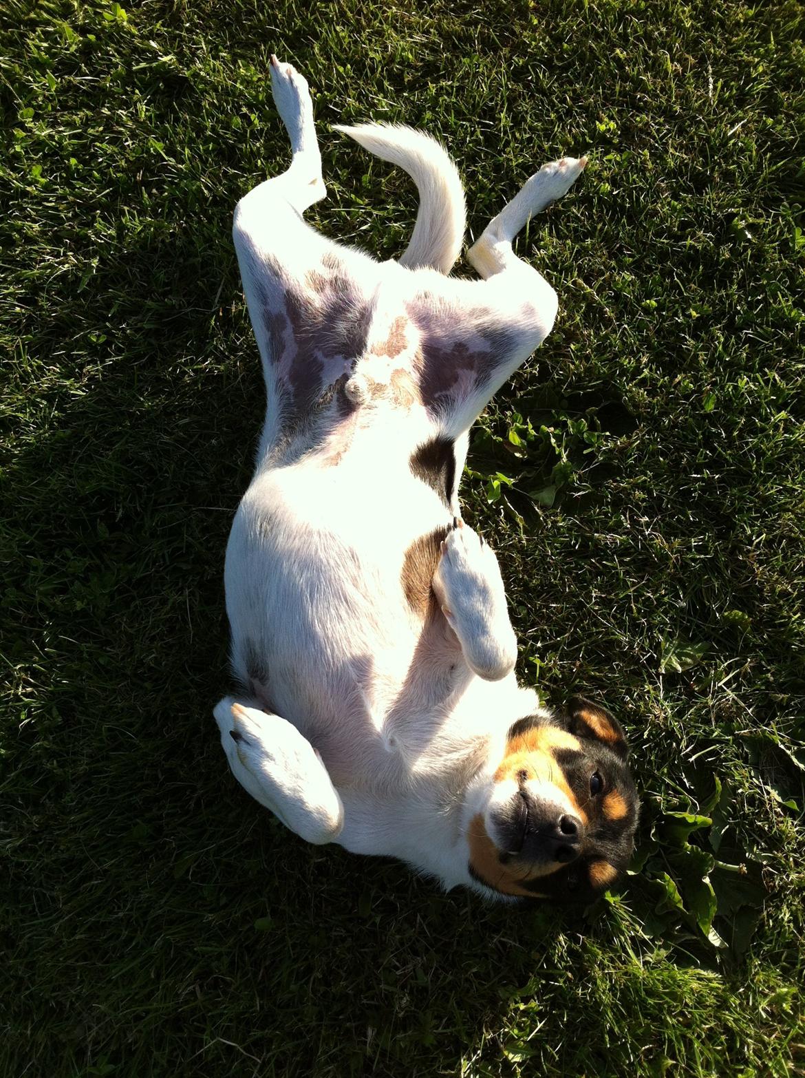 Dansk svensk gaardhund Teddy billede 10