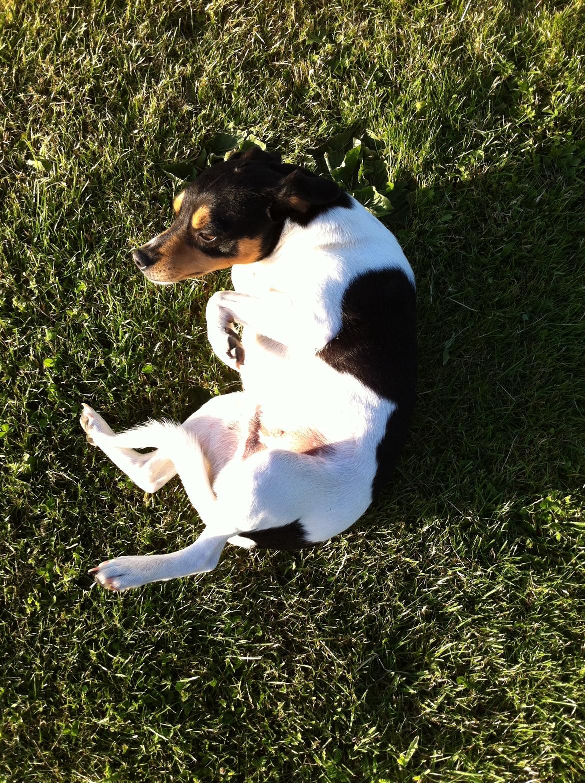 Dansk svensk gaardhund Teddy billede 11