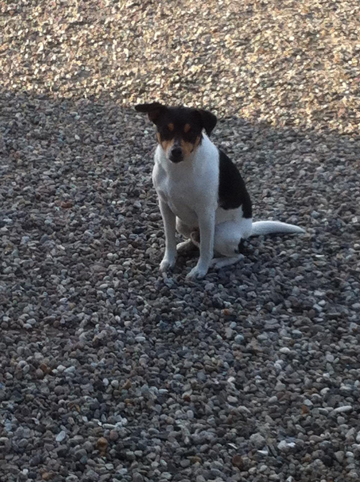 Dansk svensk gaardhund Teddy billede 12