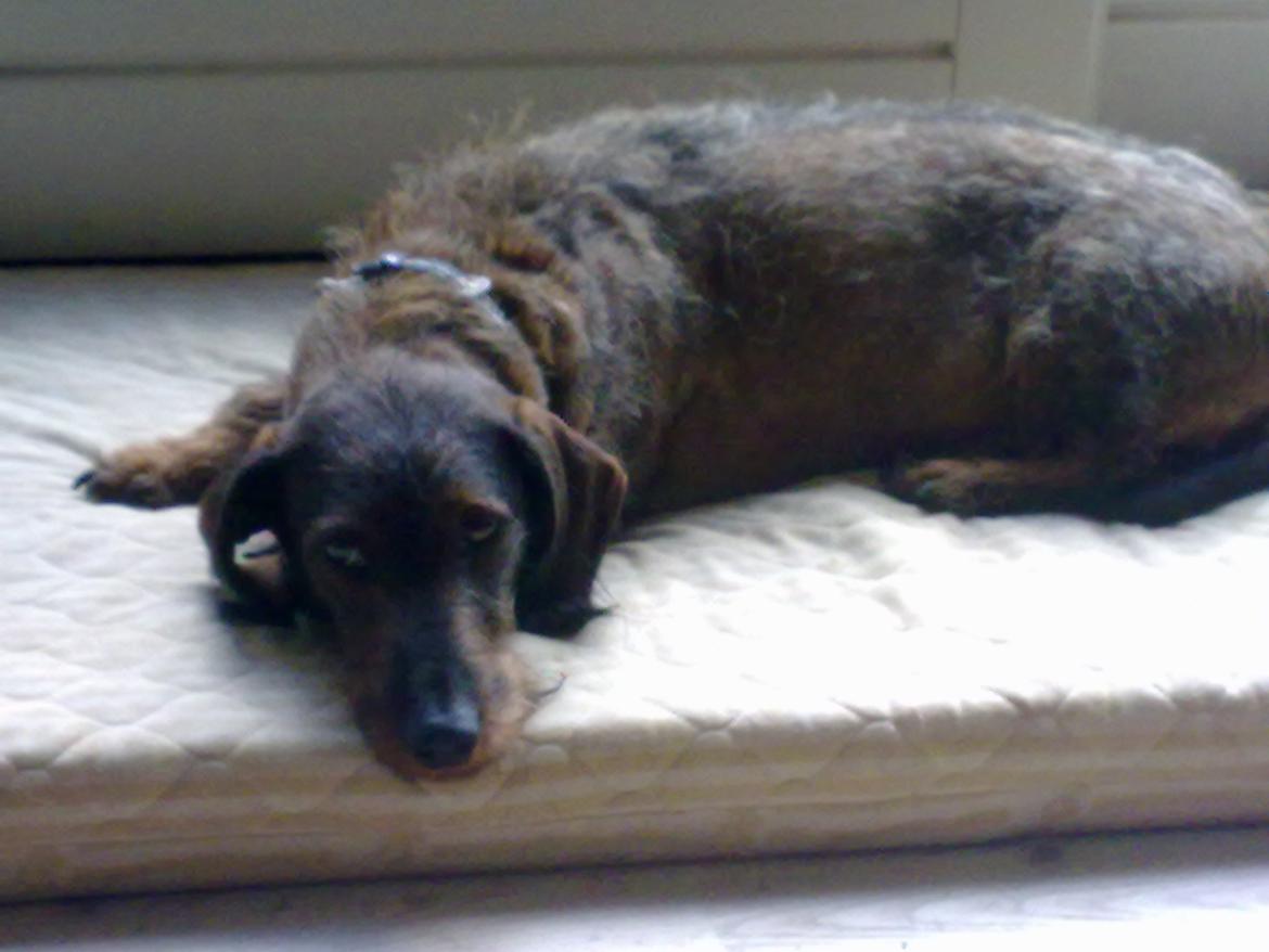 Gravhund Robin Rosko (Ludwig) billede 1