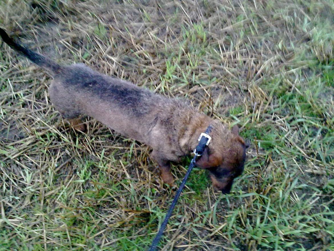 Gravhund Robin Rosko (Ludwig) billede 2
