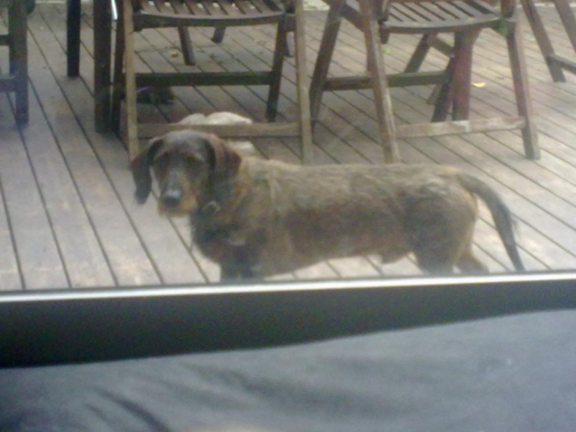 Gravhund Robin Rosko (Ludwig) billede 3