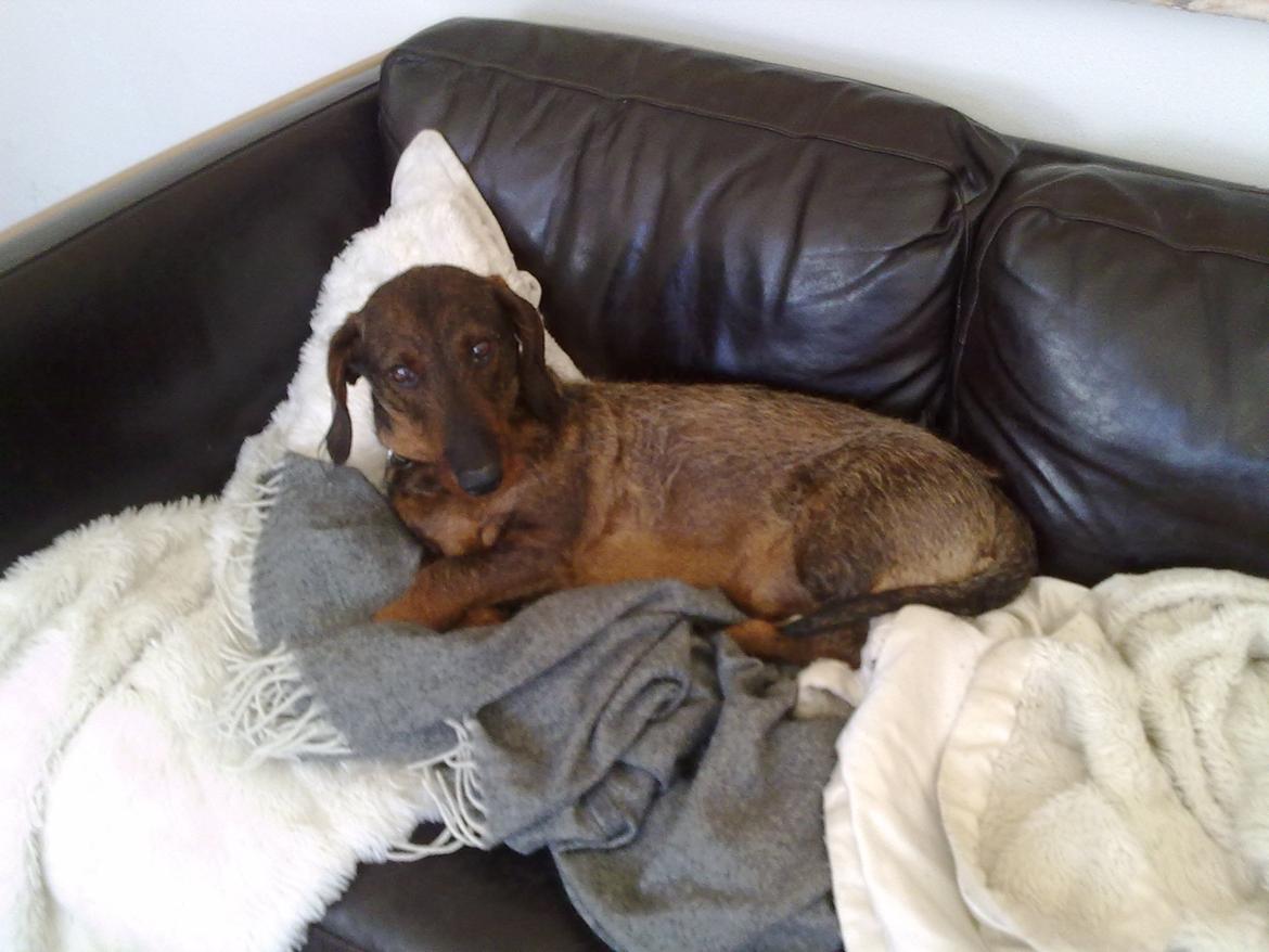Gravhund Robin Rosko (Ludwig) billede 4