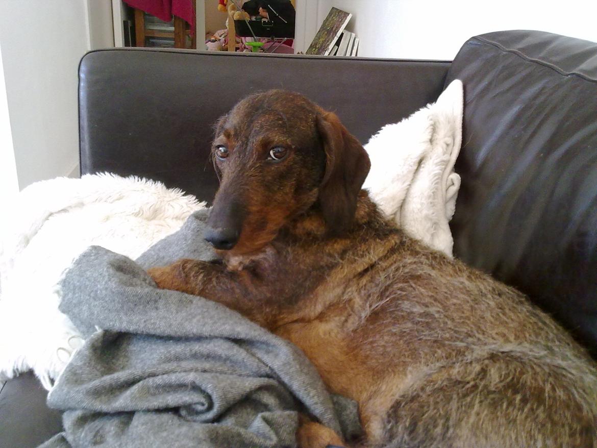 Gravhund Robin Rosko (Ludwig) billede 5