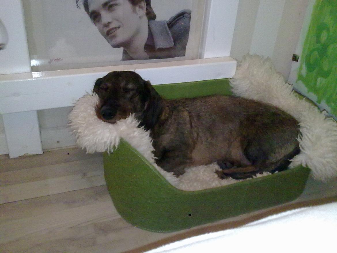 Gravhund Robin Rosko (Ludwig) billede 6