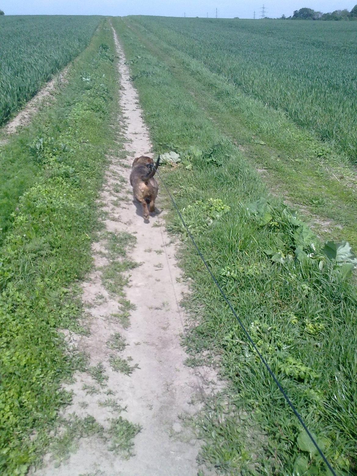 Gravhund Robin Rosko (Ludwig) billede 7