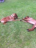 Rhodesian ridgeback Conrad "Bhara Bhara" - Nyder livet ;) billede 13