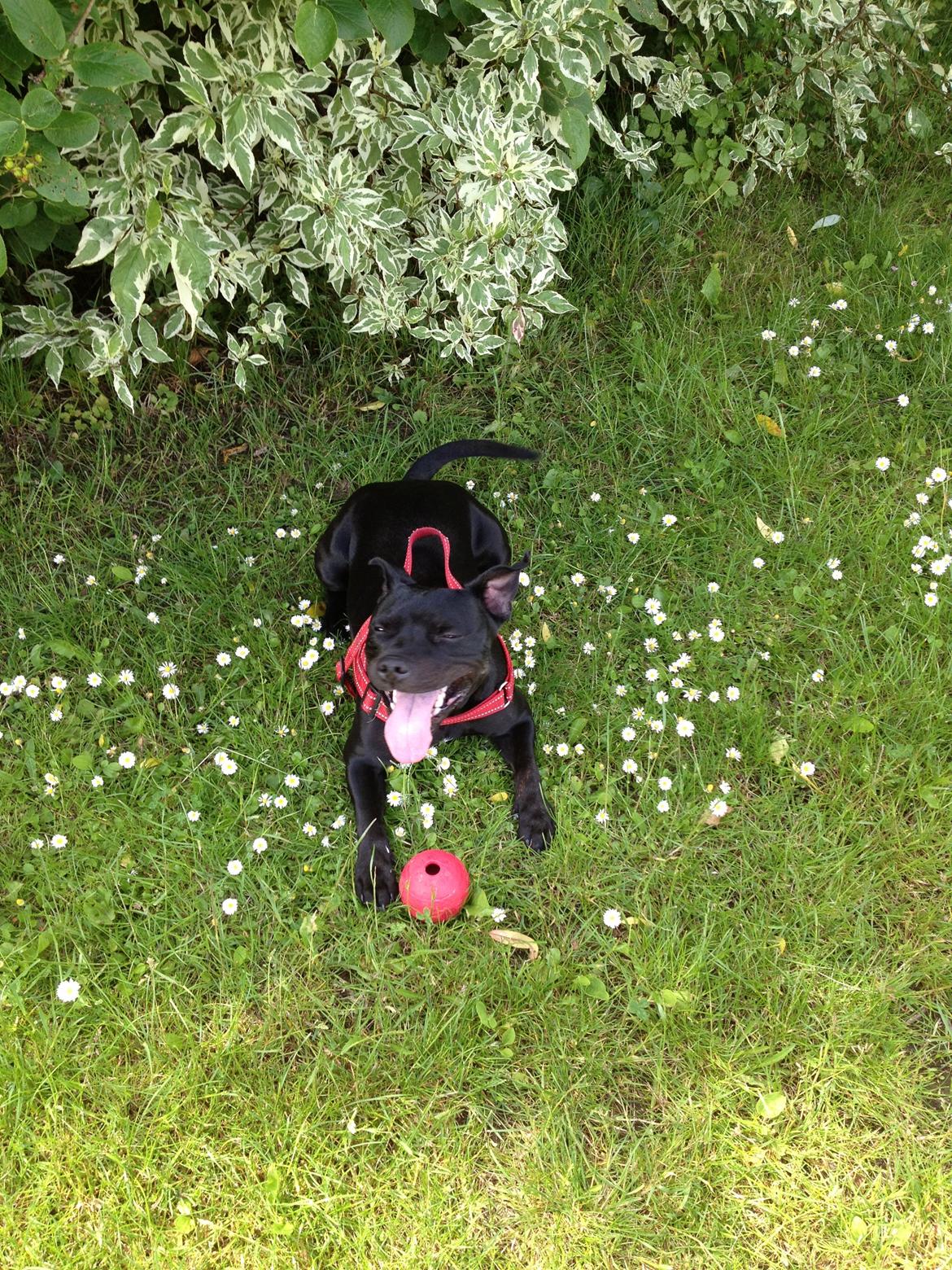 Staffordshire bull terrier Vega/Tøsse - 27Juni2012 billede 9