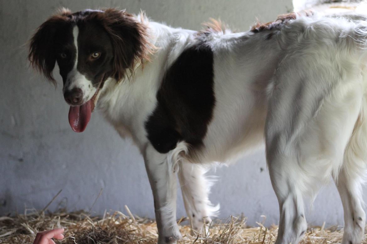 Blanding af racer Fiona - Se jeg står på halmballen billede 3