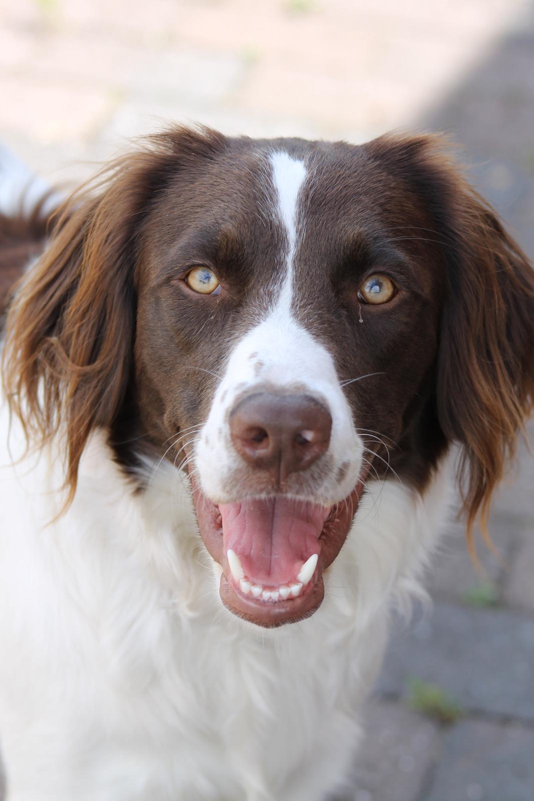 Blanding af racer Fiona - smukke dejlige Fi - se det pragtfulde hoved billede 4