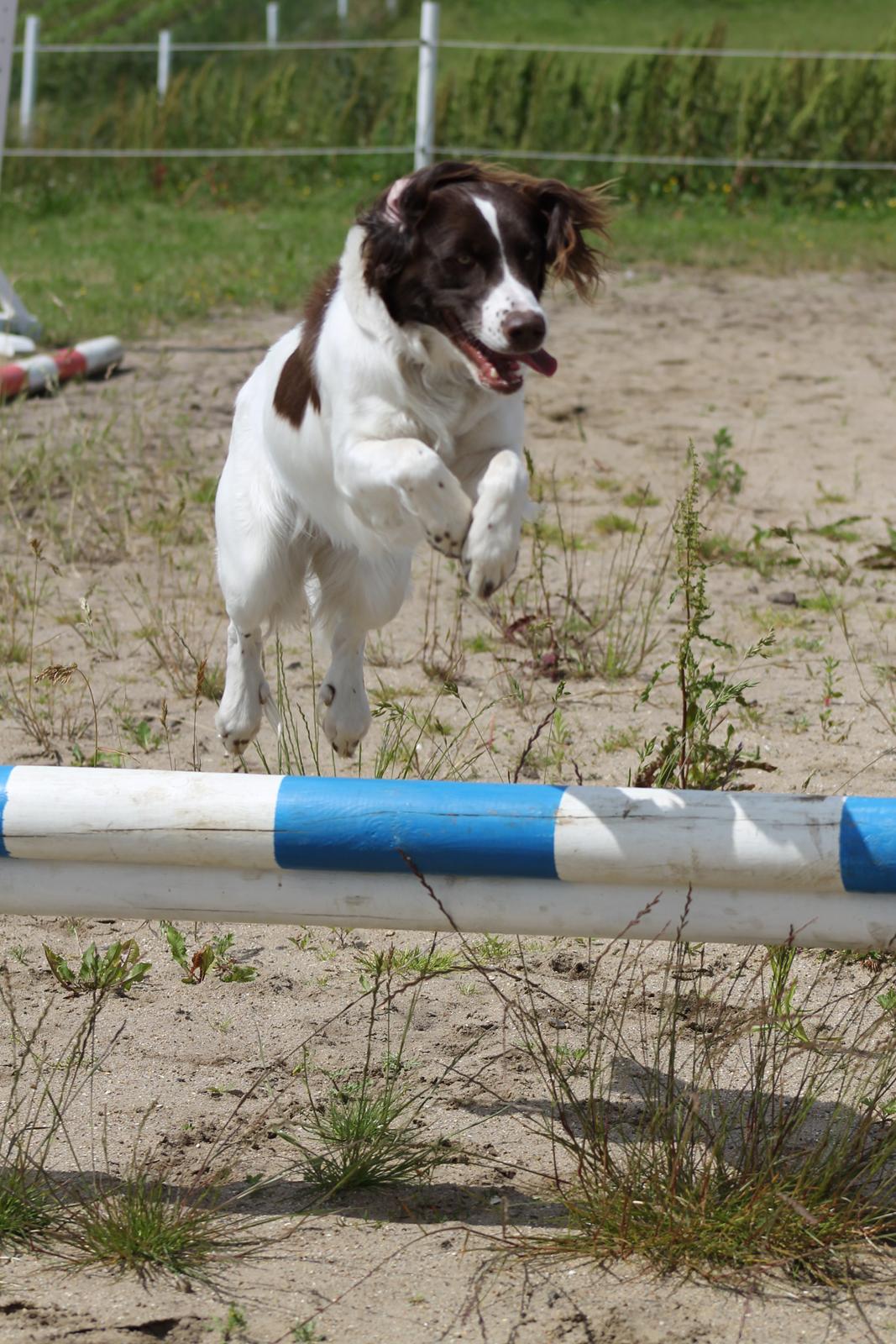Blanding af racer Fiona - Fiona leger med pigerne på ridebanen - det er skønt
Fi er nu 1 år gammel. billede 1