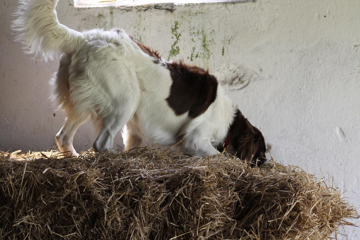 Blanding af racer Fiona - Fi kan lugte noget bag halmballen..... billede 5