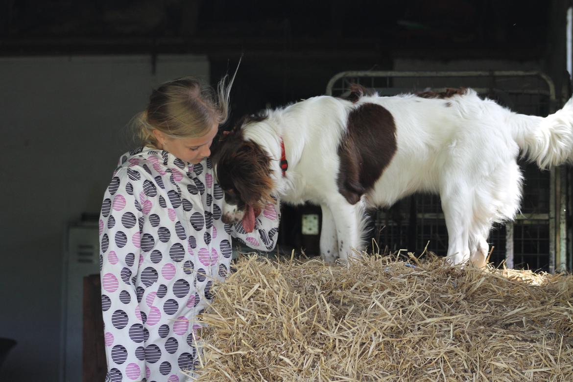 Blanding af racer Fiona - Fi og Sarah i stalden. billede 6