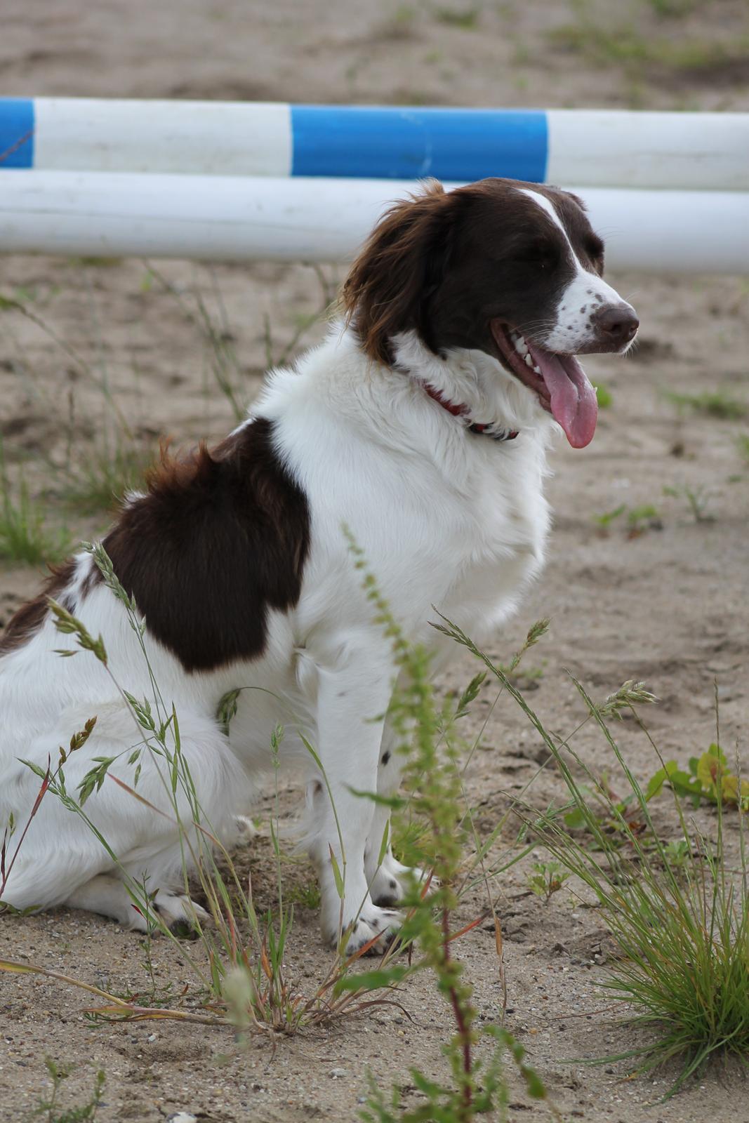 Blanding af racer Fiona - Der skal være plads til en pause. billede 7