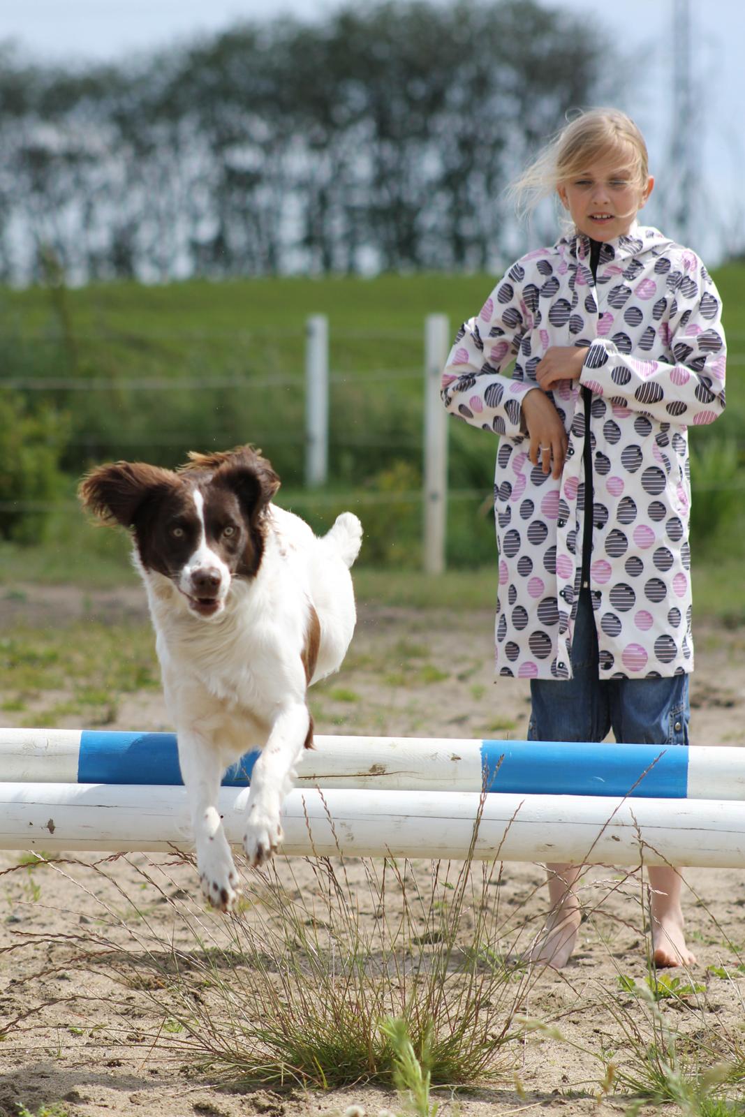 Blanding af racer Fiona - Se hvad jeg kan Sarah.....Fi springer cavalettis billede 2