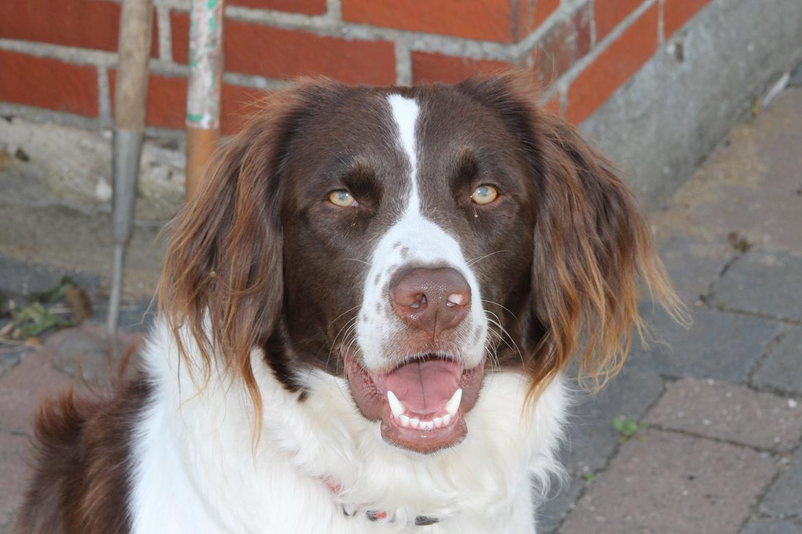 Blanding af racer Fiona - Modelhunden Fiona. billede 8