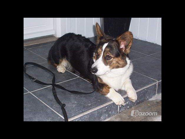 Welsh corgi cardigan Hedvig (Hova Bonde Amy) - Hedvig ta'r en slapper efter en gå tur.. billede 1