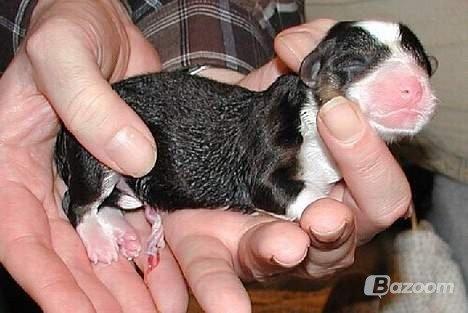 Welsh corgi cardigan Hedvig (Hova Bonde Amy) - En nyfødt Hedvig billede 2