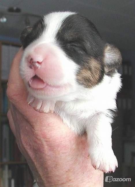 Welsh corgi cardigan Hedvig (Hova Bonde Amy) billede 3