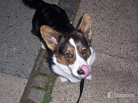 Welsh corgi cardigan Hedvig (Hova Bonde Amy) billede 4