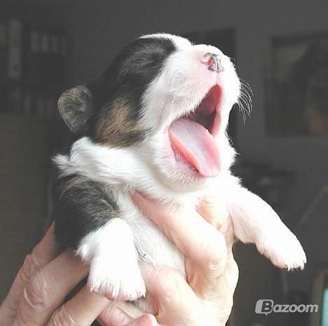 Welsh corgi cardigan Hedvig (Hova Bonde Amy) - Gaab!!! billede 5