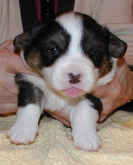 Welsh corgi cardigan Hedvig (Hova Bonde Amy) billede 6