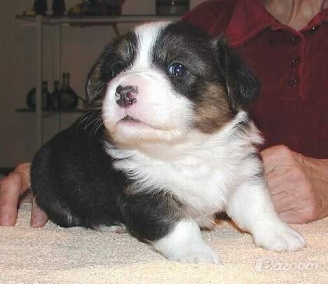 Welsh corgi cardigan Hedvig (Hova Bonde Amy) billede 7