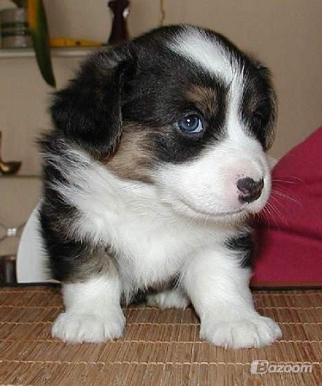 Welsh corgi cardigan Hedvig (Hova Bonde Amy) billede 8