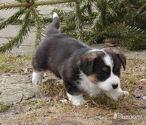 Welsh corgi cardigan Hedvig (Hova Bonde Amy) - Hedvig på jagt! billede 9