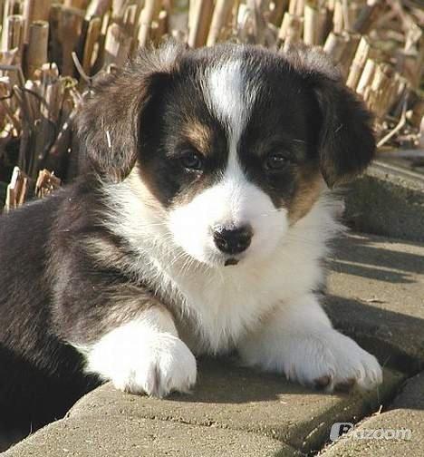 Welsh corgi cardigan Hedvig (Hova Bonde Amy) billede 10