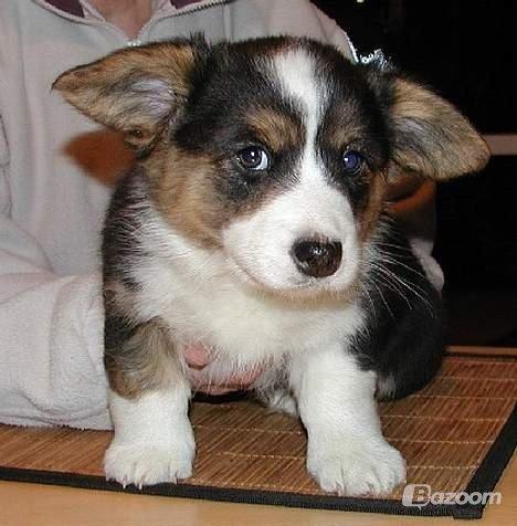 Welsh corgi cardigan Hedvig (Hova Bonde Amy) billede 11