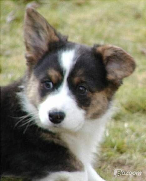 Welsh corgi cardigan Hedvig (Hova Bonde Amy) - Hedvig's frække glimt ;) billede 12