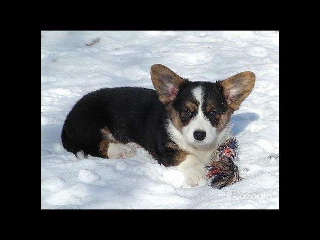 Welsh corgi cardigan Hedvig (Hova Bonde Amy) - Hedvig 10 uger billede 13