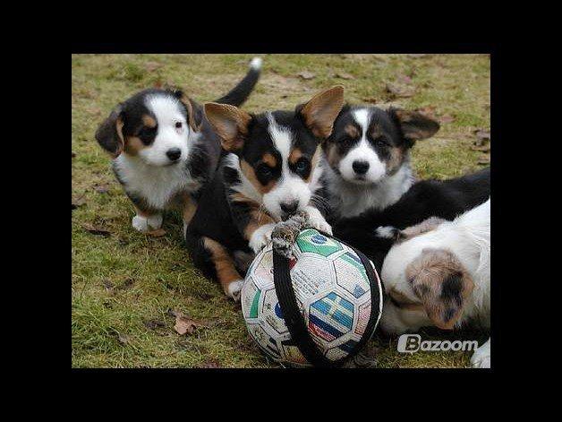 Welsh corgi cardigan Hedvig (Hova Bonde Amy) - Hedvig og hendes søskende billede 14