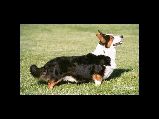 Welsh corgi cardigan Hedvig (Hova Bonde Amy) - Hedvigs far Leo fra usa.  billede 15