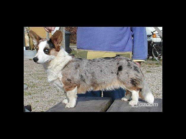 Welsh corgi cardigan Hedvig (Hova Bonde Amy) - Hedvigs mor Emmely billede 16