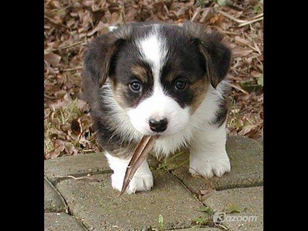 Welsh corgi cardigan Hedvig (Hova Bonde Amy) billede 17