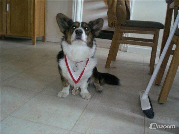 Welsh corgi cardigan Hedvig (Hova Bonde Amy) billede 18