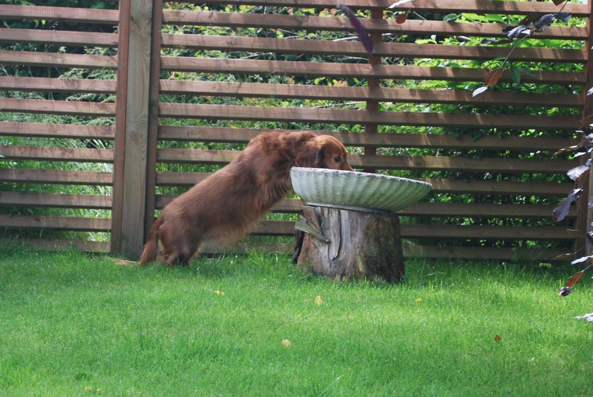 Gravhund Bastian / Basse billede 14