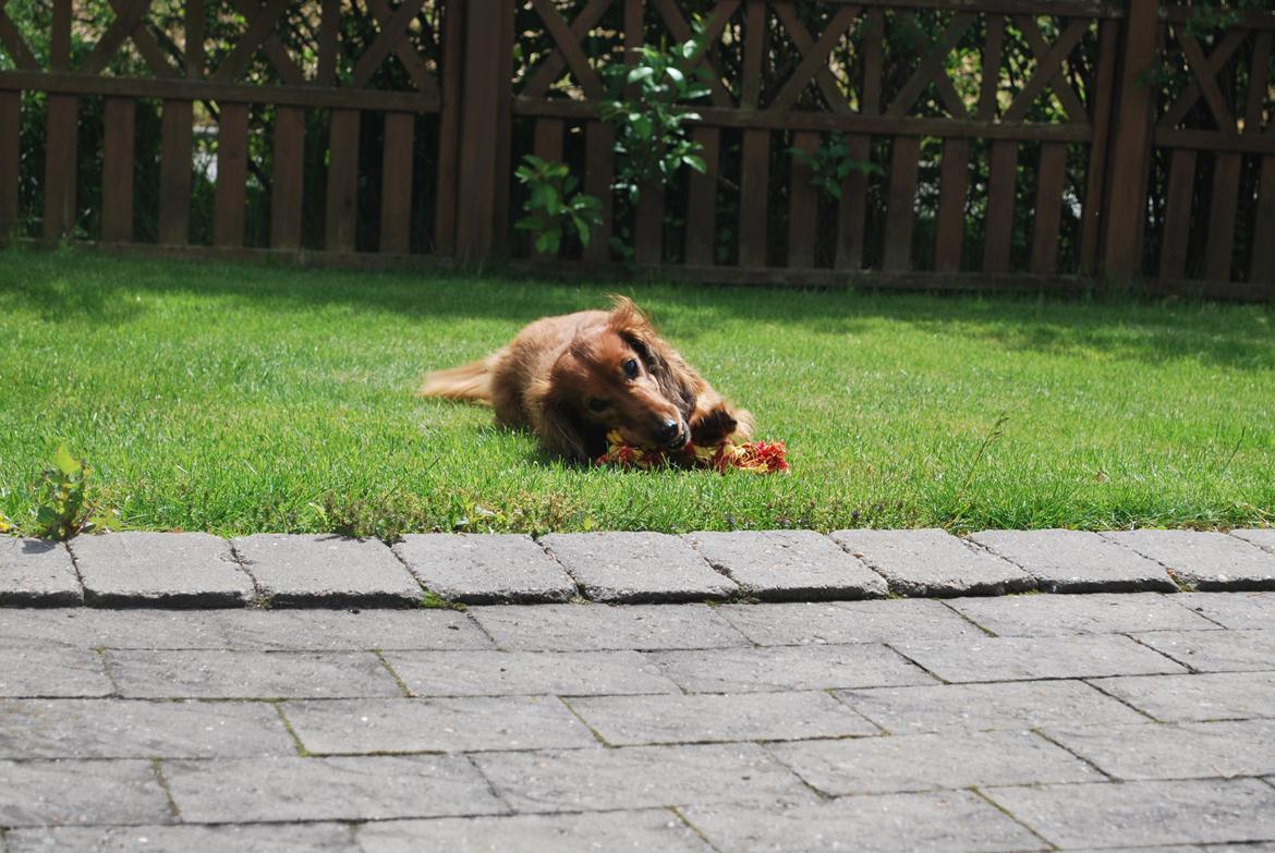 Gravhund Bastian / Basse billede 15