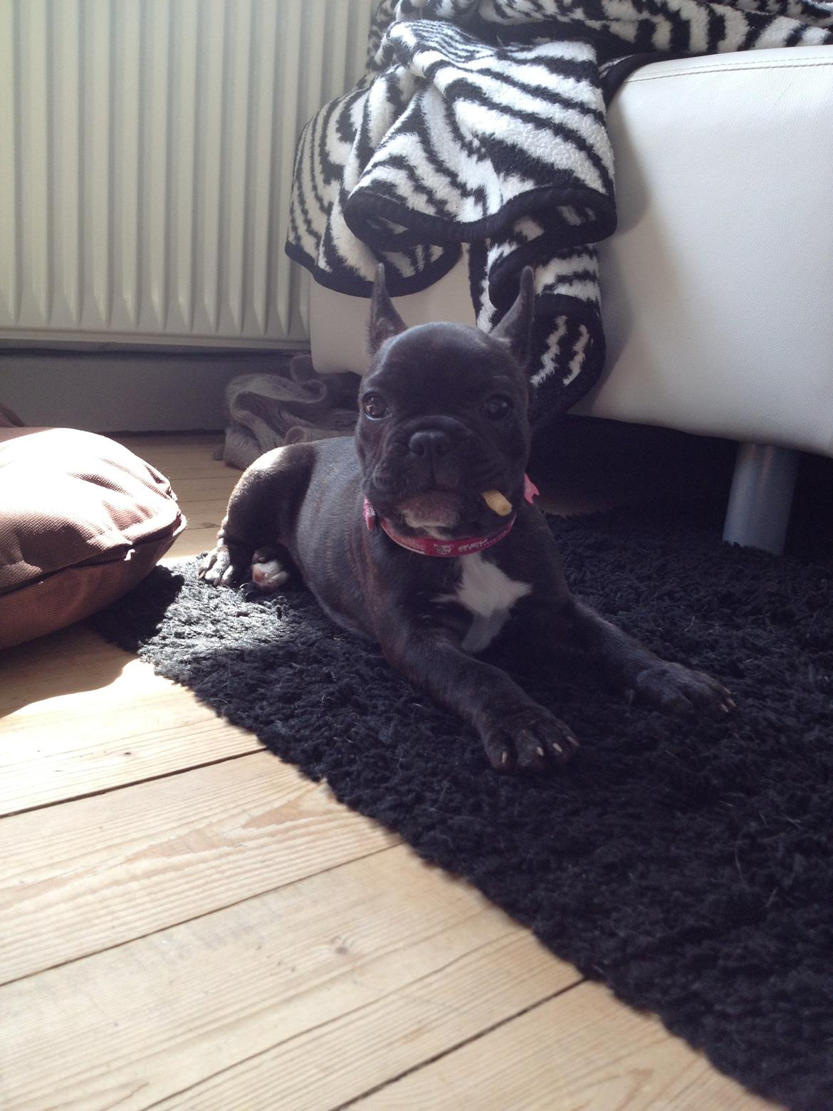 Fransk bulldog Liva billede 8