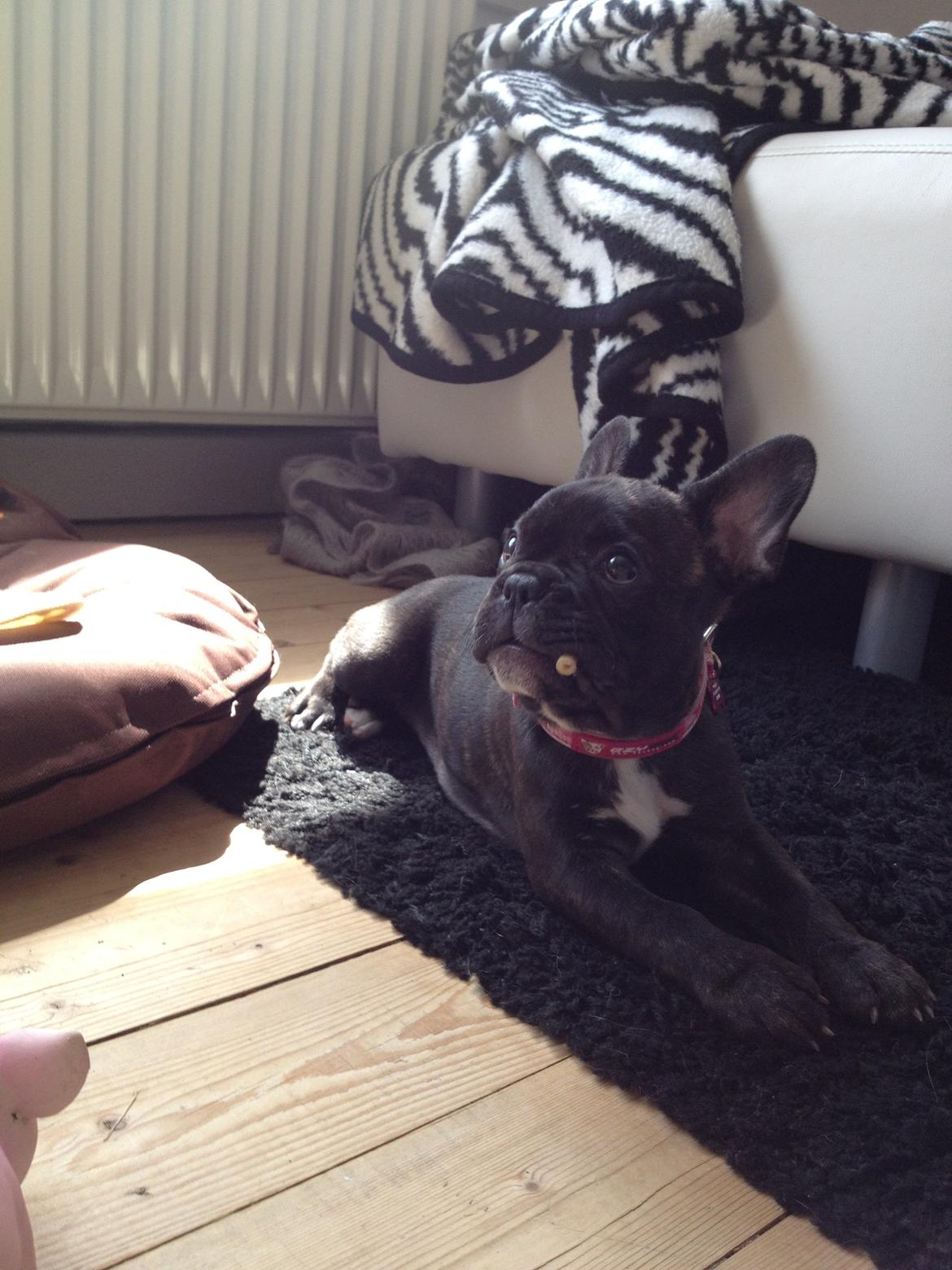 Fransk bulldog Liva billede 12