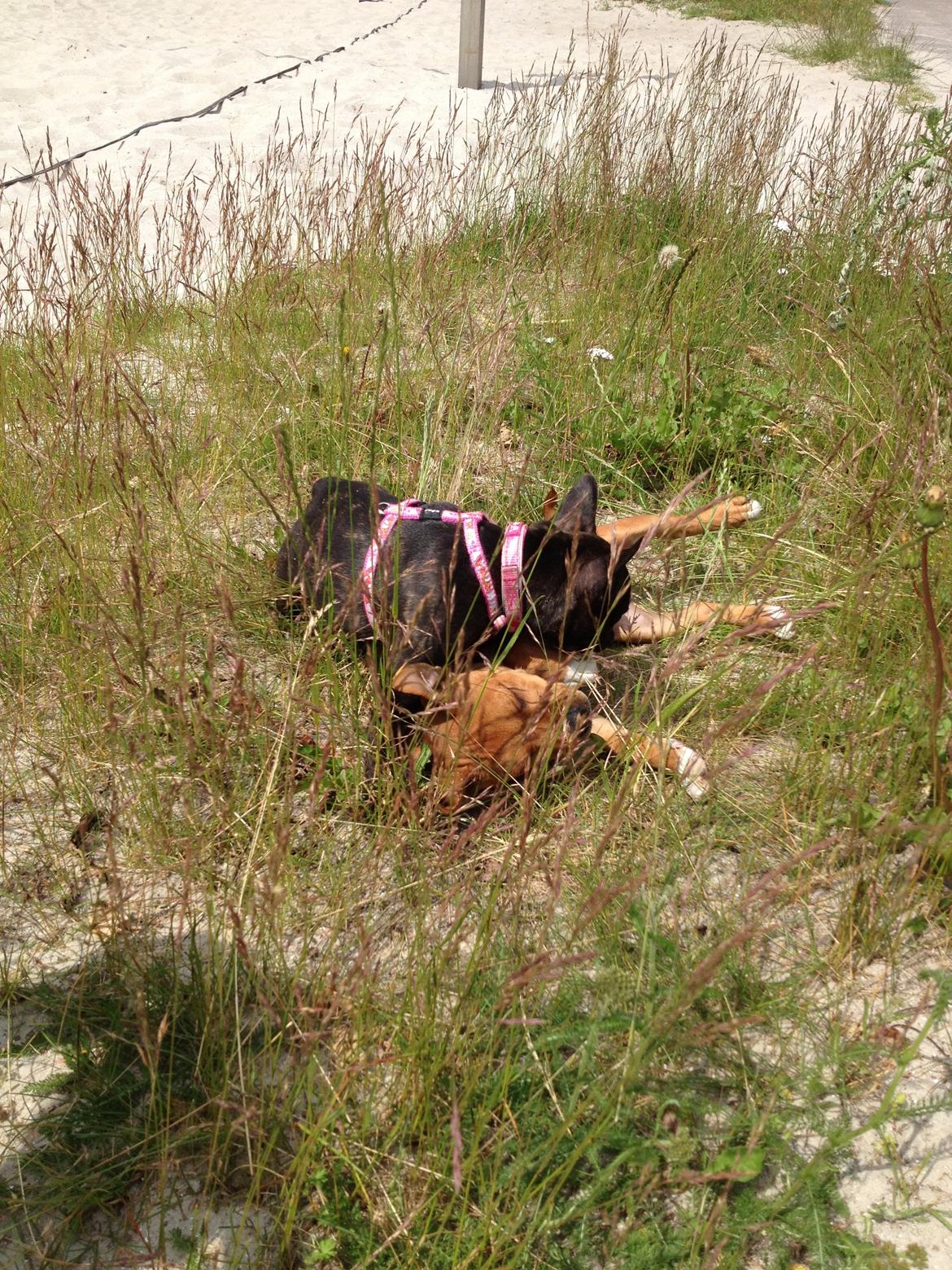 Fransk bulldog Liva - Her ordner jeg lige Bonzo billede 13