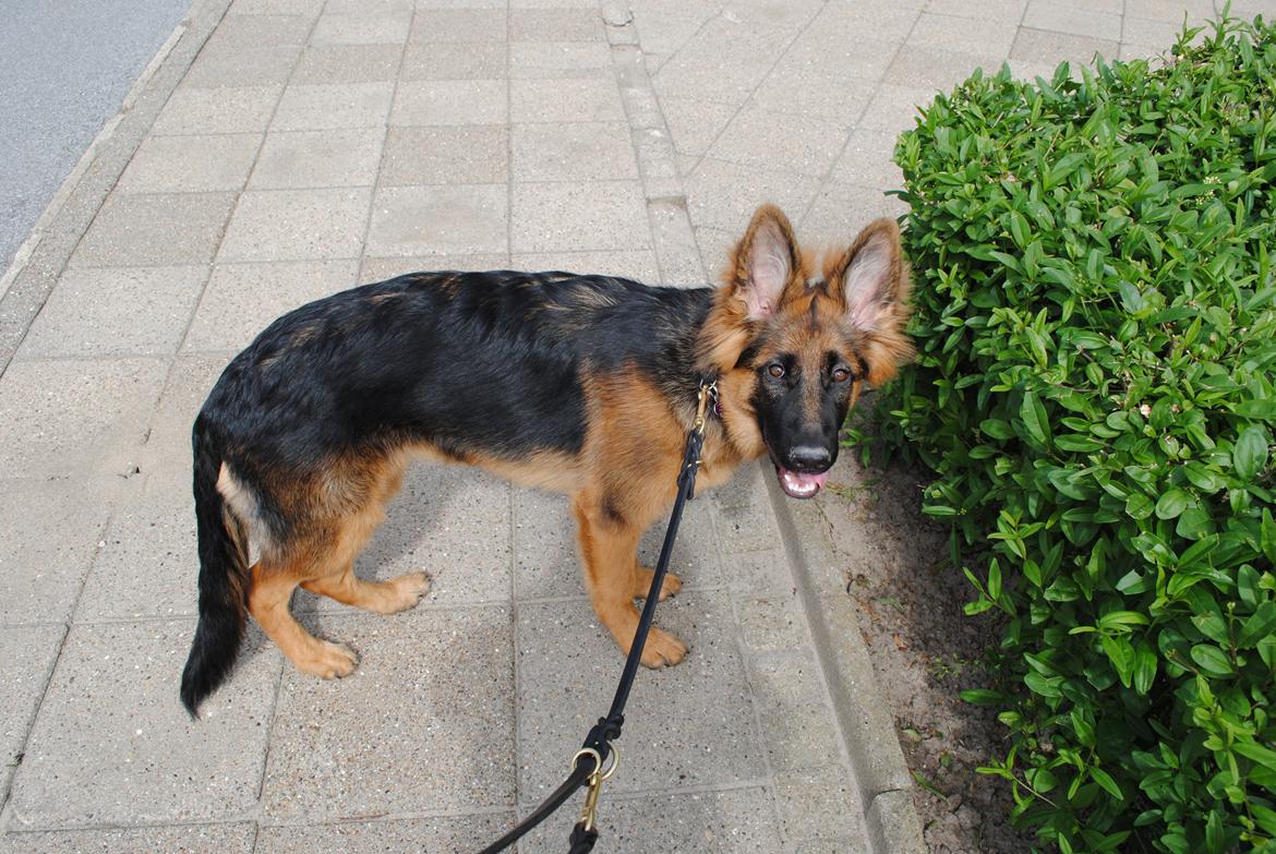 Schæferhund Smed's Jasmina - Her er jeg så ved mit ynglings hjørne..  billede 2