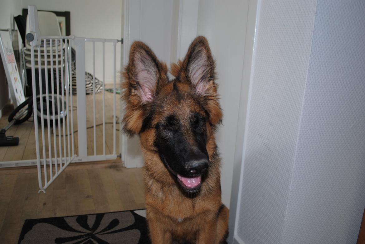 Schæferhund Smed's Jasmina - Her har min mor lige fortalt mig at jeg skal opføre mig ordentligt .. soooom om!  billede 5