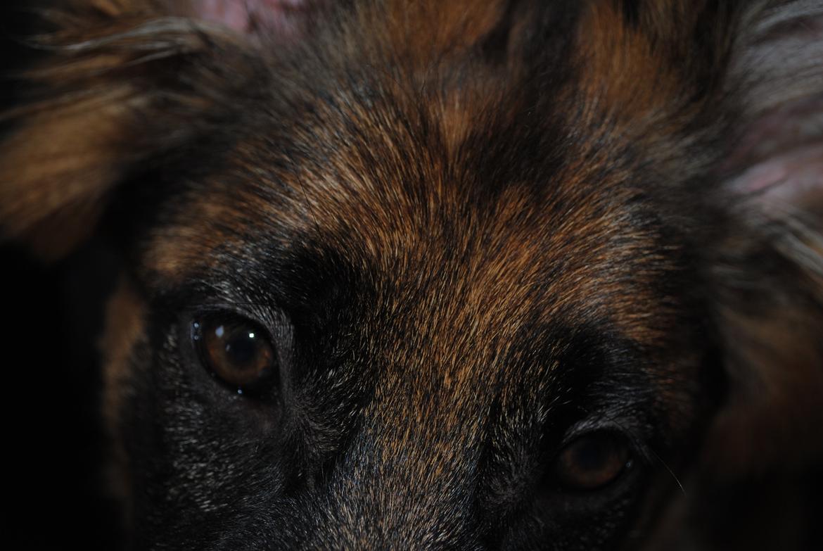 Schæferhund Smed's Jasmina - Close up! billede 6