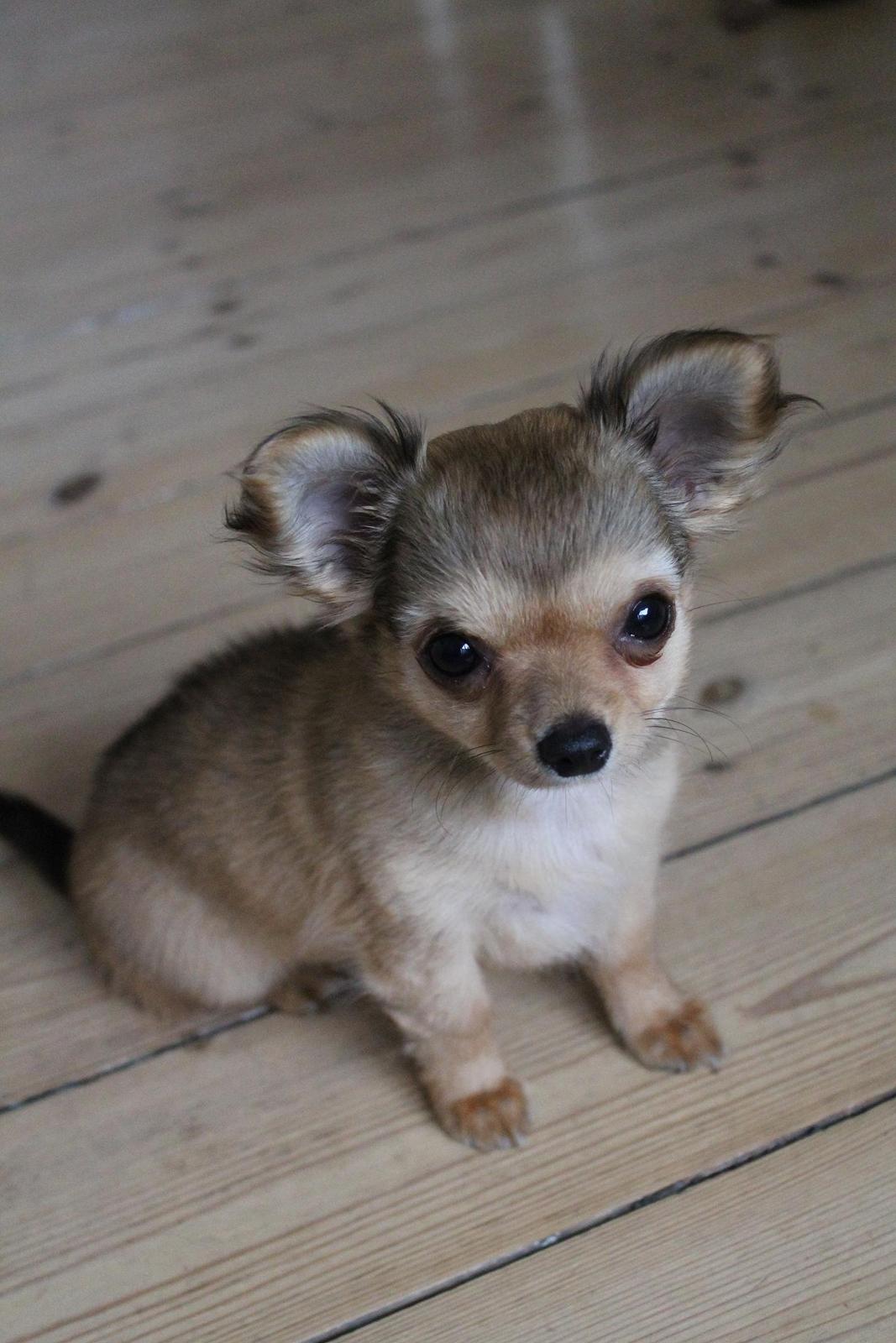 Chihuahua House Of Holtens Delicia (Ronja) - 12,5 uger billede 4