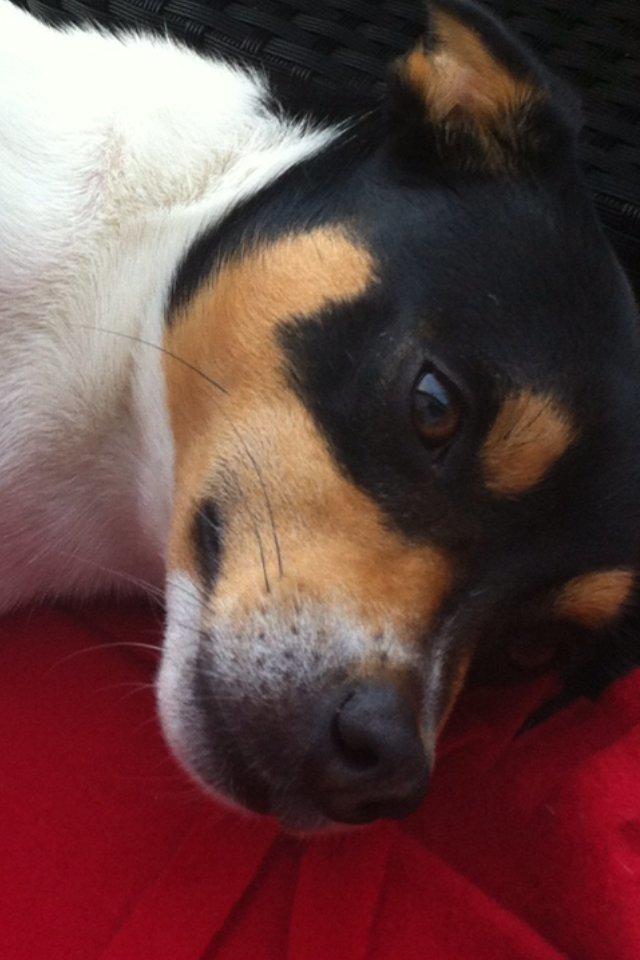 Dansk svensk gaardhund Teddy billede 13