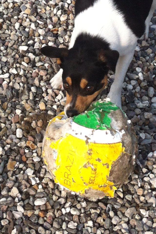 Dansk svensk gaardhund Teddy billede 14