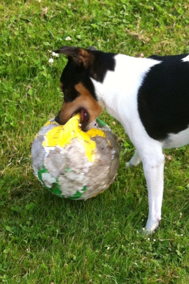Dansk svensk gaardhund Teddy billede 15